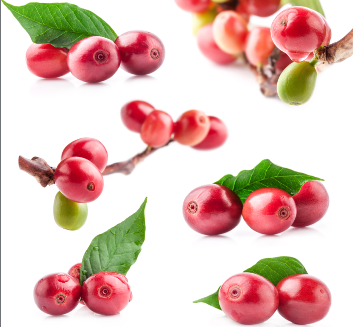 一(yī)磅咖啡豆能(néng)做(zuò)出幾杯咖啡？