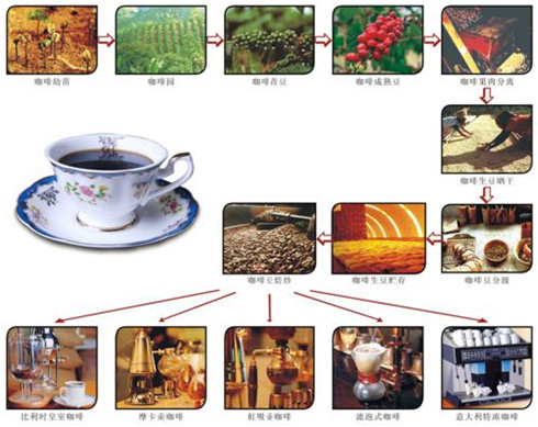 咖啡豆的(de)成長(cháng)過程