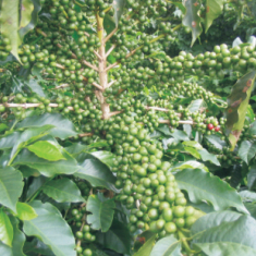 世界咖啡生(shēng)産國(guó)介紹--中美(měi)洲及加勒比海(hǎi)地(dì)區(qū)生(shēng)産國(guó)