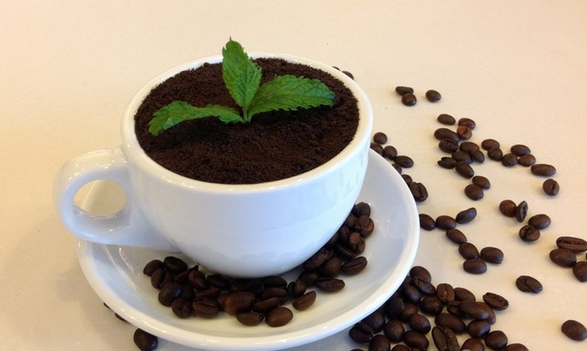 咖啡百科(kē) | 盆栽咖啡